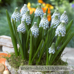 ﾑｽｶﾘ　ｵｰｼｬﾝﾏｼﾞｯｸ